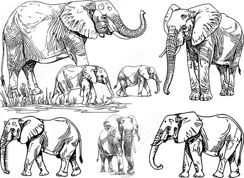 Vector illustration of elephant line art set with mother and baby elephant sketch perfect for wildlife drawing safari design and coloring book animal outline
