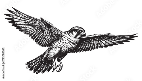 flying Falcon engraving vector style