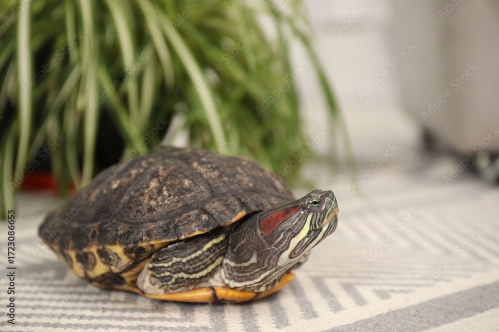 Fototapeta premium Cute turtle on soft carpet at home, closeup. Domestic pet