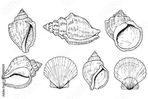 Collection of various seashells and scallops, depicted in a black and white illustration, isolated on Transparent Background