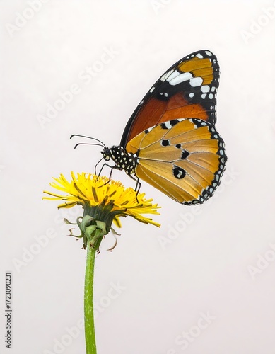 Close-up of butterfly on dandelion
