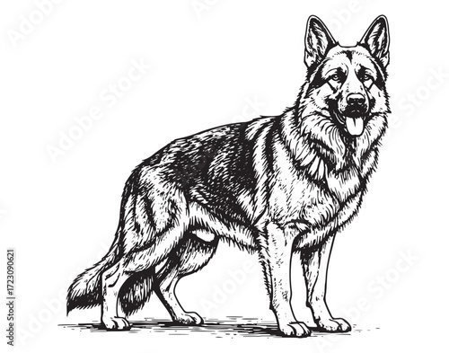 German Shepherd engraving vector style