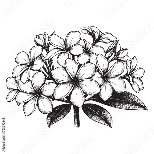 Frangipani flower engraving vector style