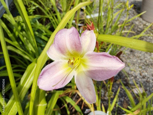Hemerocallis 'Catherine Woodbery'