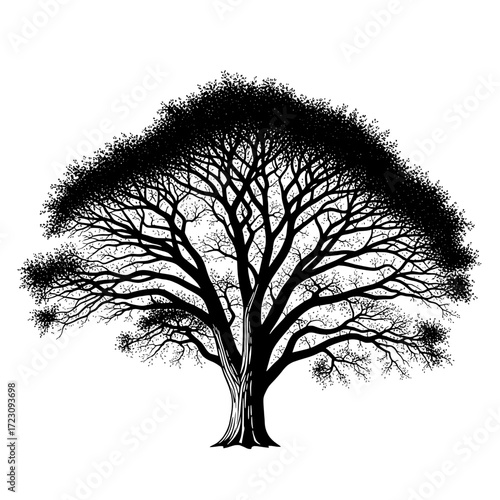 Detailed silhouette of a large mature deciduous tree with intricate branches and dense foliage isolated on white background