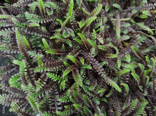 Leptinella squalida 'Platt's Black'