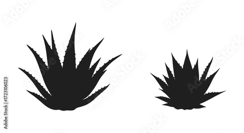 Two agave plants presented in a striking black and white silhouette