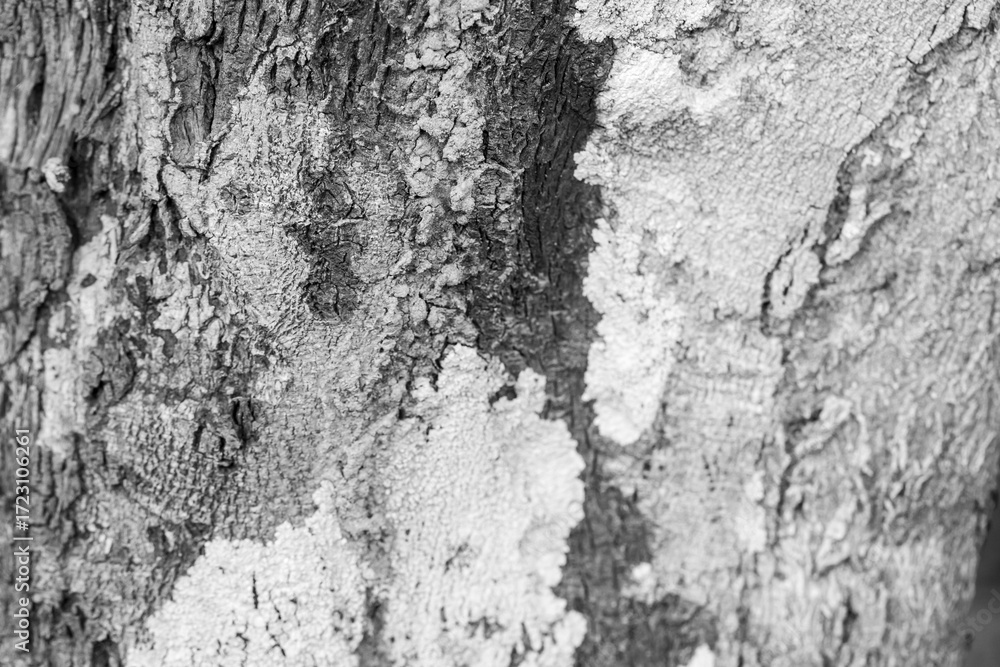 Obraz premium Dark gray wood texture or background and gradients shadow horizontal shape