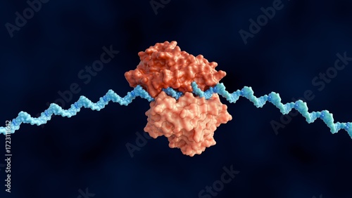Foto A 3d rendering of Ribosome and Messenger RNA or mRNA strand  are actively engaged in the process of translation, where it reads genetic information to synthesize a protein