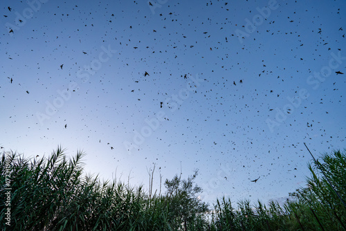 Fotografie Barn swallow big roost in autumn, on the way to Africa, Catalonia, Spain, Europe