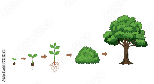 The fascinating journey of a seed transforming into a mature tree over time.