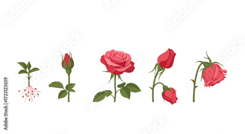 The delicate stages of a blooming rose captured from sprout to fading beauty.