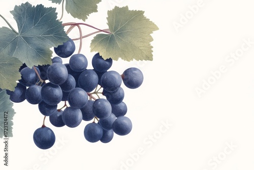 Illustrated angular portraits of grapes on vine - elegant design for art prints and cards