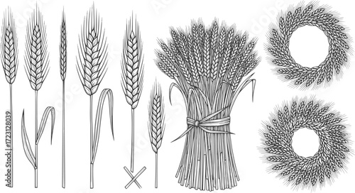 Wheat or barley ears. Harvest wheat grain, growth rice stalk and bread grains isolated vector set. Harvest wheat grain, growth rice stalk and whole bread grains. Agriculture. EPS version.