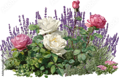A garden design featuring roses, lavender, and perennial flowers,