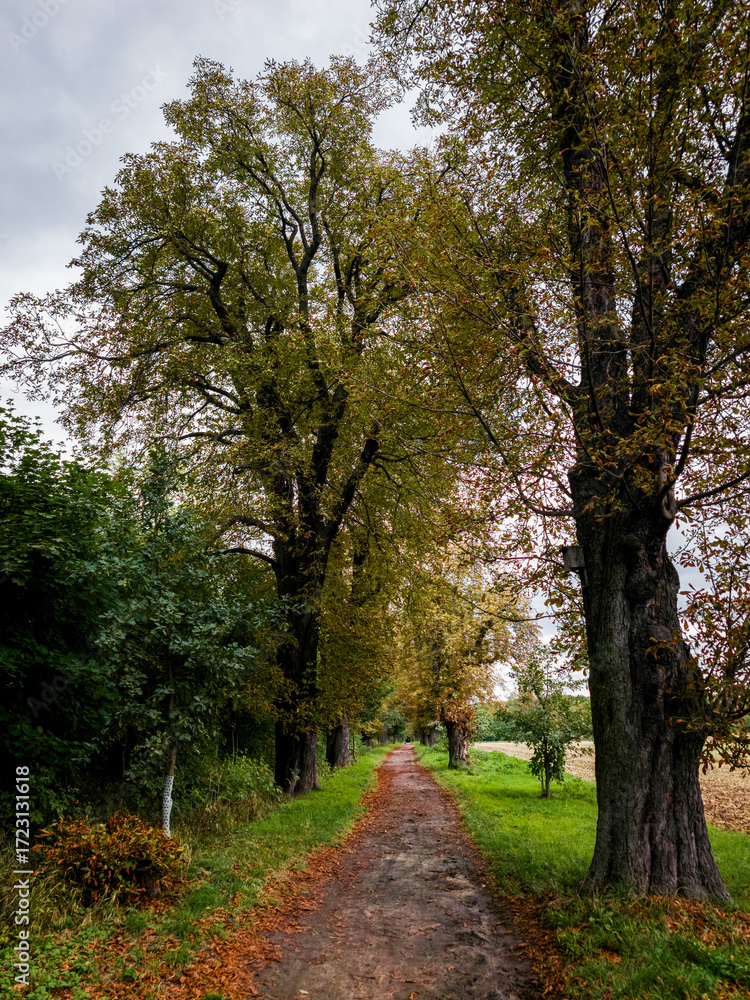 Naklejka premium Dirt road leading through an avenue of trees in autumn Prague Satalice