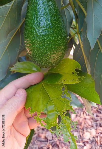 Farmer holds an insect-damaged avocado leaf in his hand at an agricultural plantation
