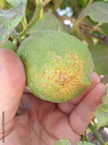 Supervisor tests lemon fruit damaged by Egyptian black scale insect or Circular scale, Chrysomphalus aonidum (Hemiptera: Coccidae) on an agricultural plantation