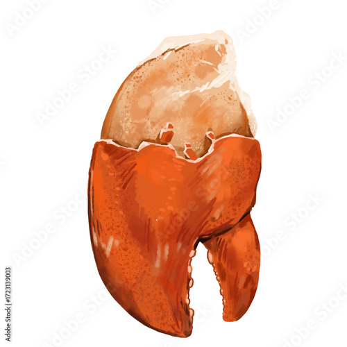Illustration of Crab Claw