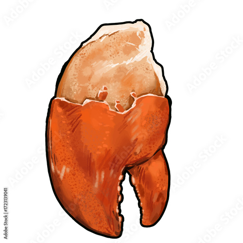 Illustration of Lobster Claw with outline