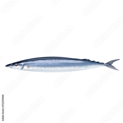 pacific saury