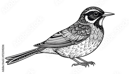 Detailed line drawing of a bird