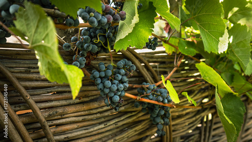 Wallpaper Mural Ripe grapes hanging on the vine over a traditional wicker fence in Georgia. A symbol of natural farming and ancient winemaking heritage Torontodigital.ca