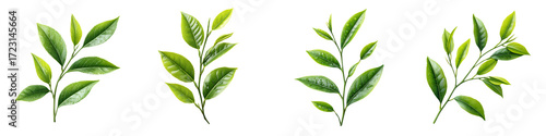 Fresh Tea Leaves, Isolated on White Background, Studio Shot