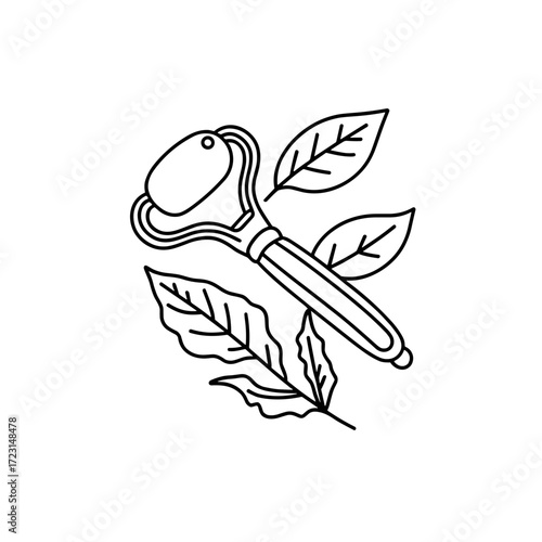 Facial roller and green leaves in skincare design illustration  