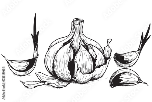 Black and white sketch of a garlic bulb with cloves and leaves, isolated on Transparent Background