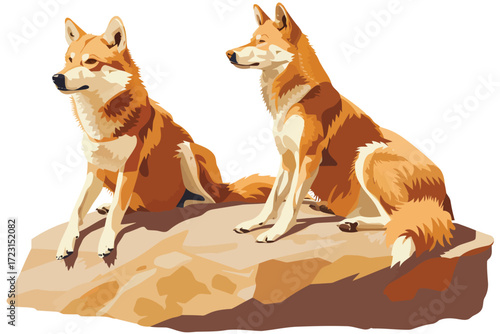 dingos on a rock nature isolated
