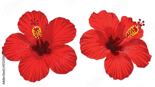 Two vibrant red hibiscus flowers against a black background