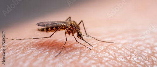 Wallpaper Mural The Mosquito on Human Skin Closeup Showing Proboscis and Skin Texture Torontodigital.ca