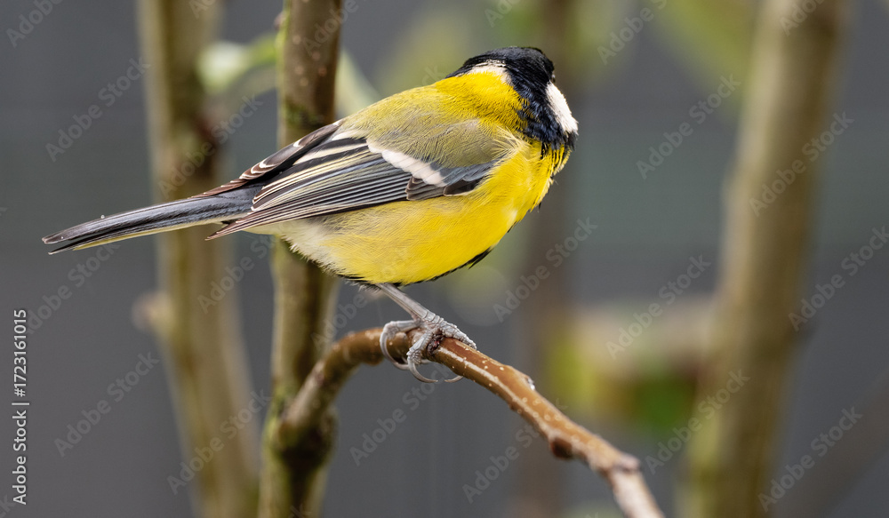 Fototapeta premium Great tit on branch in rainy weather