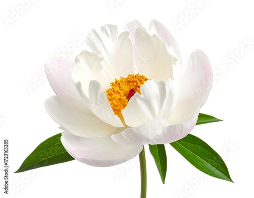 Close-up of a single white peony