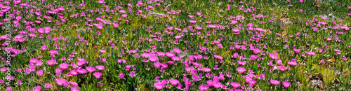 Mittagsblume (Delosperma cooperi) Blumenfeld mit Blüten, Panorama 