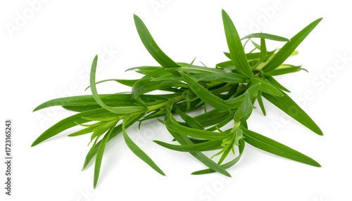 Fresh green tarragon herb sprigs