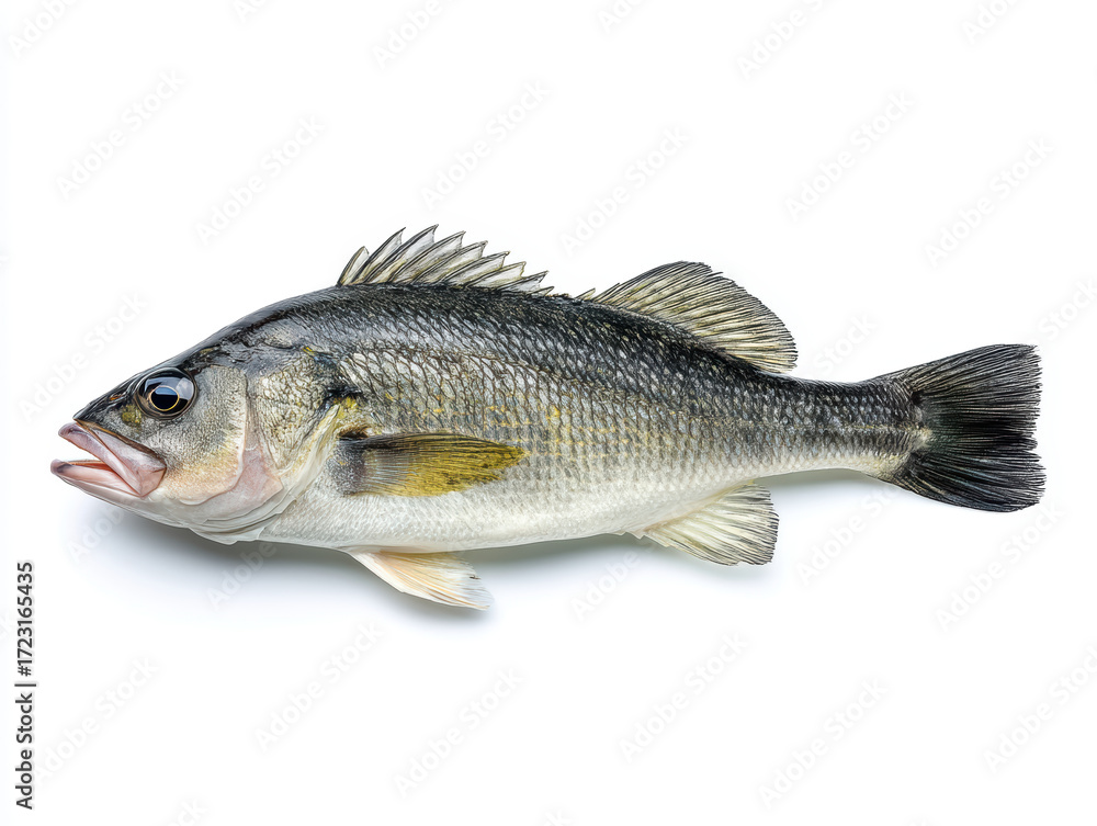 Fototapeta premium Hyper-realistic animation of a European sea bass (Dicentrarchus labrax) full-body side view on white