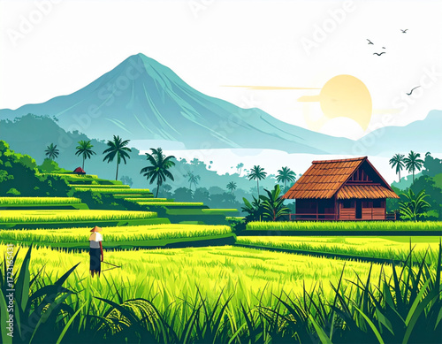 landscape with rice fields