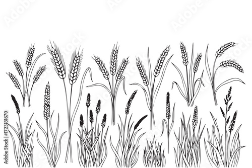 Collection of various cereal grains and grasses isolated on Transparent Background