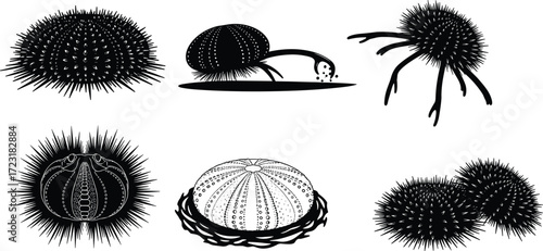 Sea urchin illustration, echinoderm artwork, marine life drawing, ocean animal vector, spiny shell design, biology study, cross-section anatomy, abstract graphic
