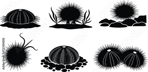 Sea urchin illustration, echinoderm artwork, marine life drawing, ocean animal vector, spiny shell design, biology study, underwater creature, reef habitat graphic