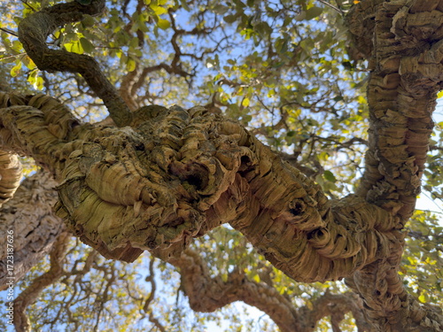 Complex tree branch under dappled canopy of trees on a bright day. 