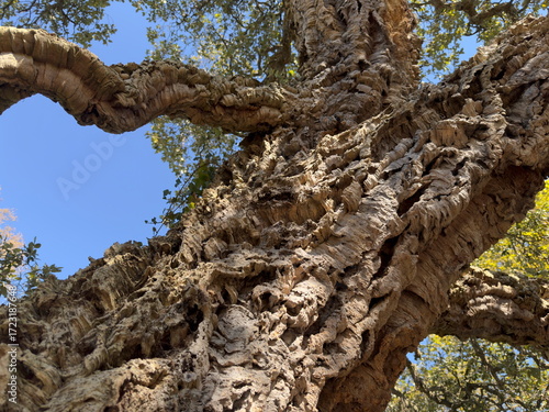 Looking up an enormous Cork tree branch. Quercus Suber tree.