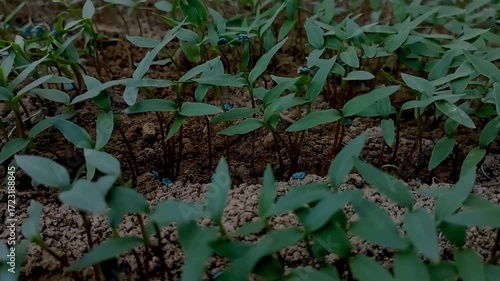 Chili seed footage background 