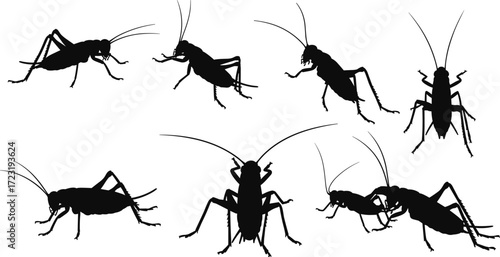 Cricket silhouette illustration, insect artwork, wildlife drawing, pest control design, nature bug, crawling insect, biology study, entomology vector, exotic insect graphic