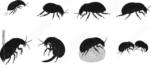 Flea silhouette illustration, insect artwork, pest control design, entomology drawing, parasite insect, flea anatomy, insect study, wildlife pest, vector graphic