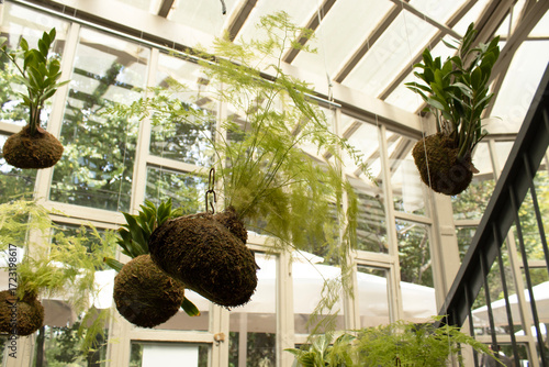 Detail view of kokodama ball with fern leaves in greenhouse interior. Natural lighting and vertical angle. Suitable for ecommerce, print, banner, decor, or social design.