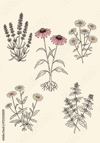 Vector art of botanical illustration of various flowers, including lavender, echinacea, and daisies, arranged in a charming and vintageinspired composition