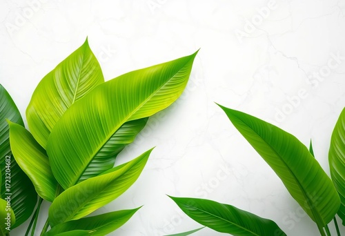 Vibrant green tropical leaves contrast sharply against a cool, white marble backdrop, leaves, scene